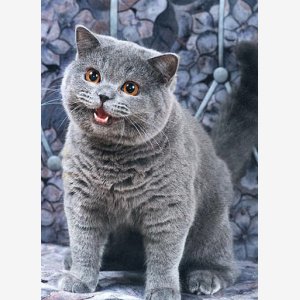 Happy Cat   Nedm (not Even Doom Music)   I Can Has Cheezburger Cat   Original